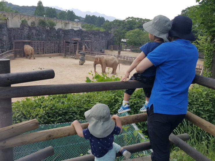 [3+4세 연년생 가정보육 실외활동] 득보다 실이 많았던 서울대공원 동물원 나들이 (feat. 전략 대실패, 이렇게 하지 마세요)