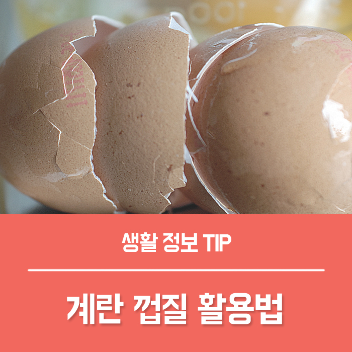 계란껍질 음식물 쓰레기? 달걀껍질 비료 활용법