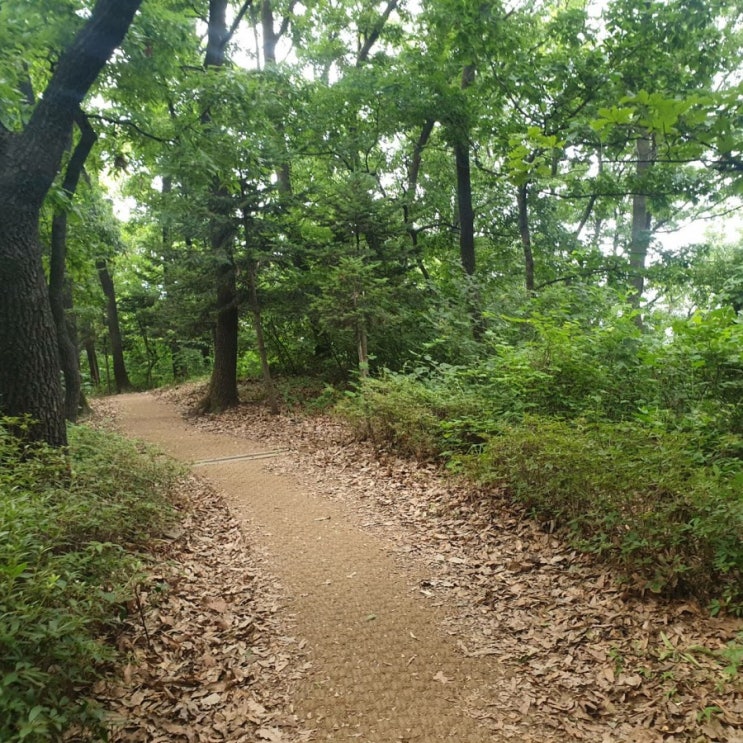  매일 5km 달리기 21일차