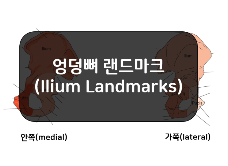  볼기뼈 랜드마크 2부(Innominate, Hip Bone Landmarks) - 엉덩뼈(ilium)