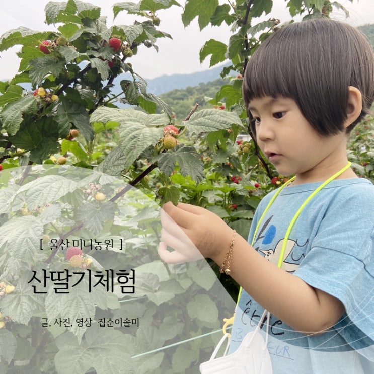  6월체험 산딸기체험 울산 미니농원 다녀왔어요
