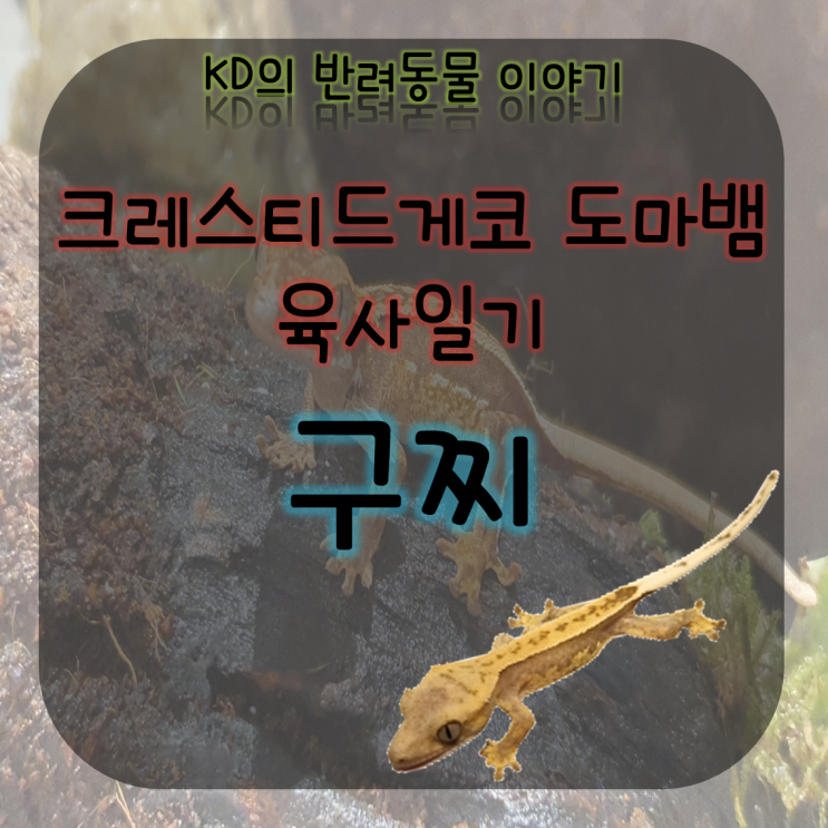 케이디네 반려동물 구찌 이야기 - 만남 ( 크레스티드게코 / 크레 / 게코 수명 / 도마뱀사육 / 도마뱀은신처 ) 케이디네 반려동물 구찌 이야기 - 만남 ( 크레스티드게코 / 크레 / 게코 수명 / 도마뱀사육 / 도마뱀은신처 )