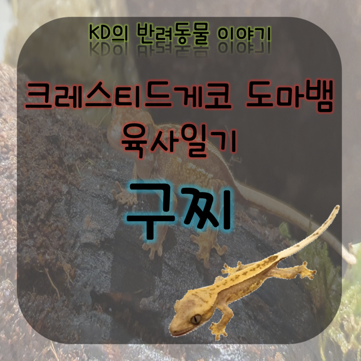 케이디네 반려동물 구찌 이야기 - 만남 ( 크레스티드게코 / 크레 / 게코 수명 / 도마뱀사육 / 도마뱀은신처 )