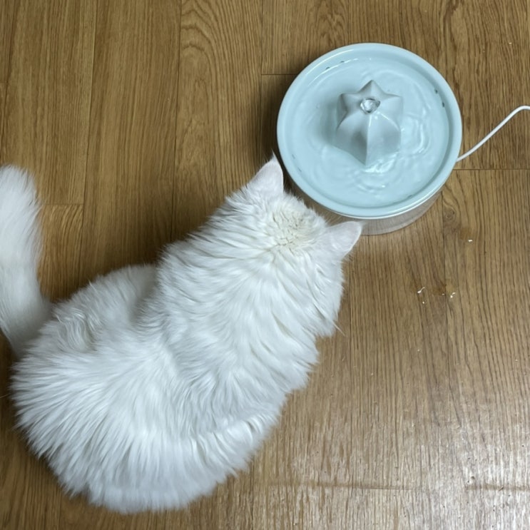 고양이 음수량 늘리기! 프로젝트21 선인장 정수기 #내돈내산