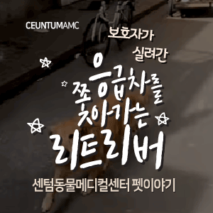  [동물뉴스]보호자가 실려간 응급차를 쫓아가는 리트리버