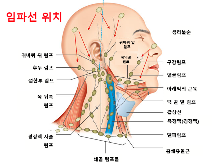 임파선 부었을때 : 목 임파선 통증 위치 멍울 : 네이버 블로그