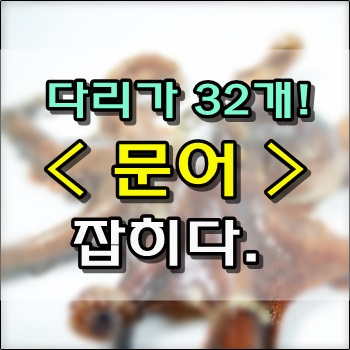 방사능 문어냐? 다리가 32개 달린 문어 잡히다.