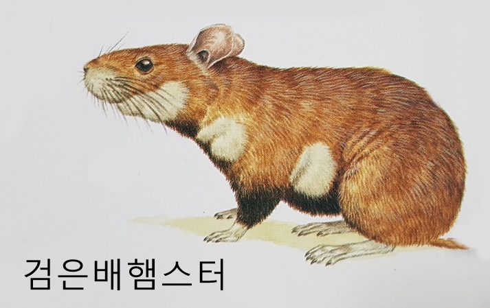  다양한 환경에서 살아가는 설치목 쥐류 동물(시궁쥐, 친칠라, 산미치광이, 기니피그, 카피바라 등)