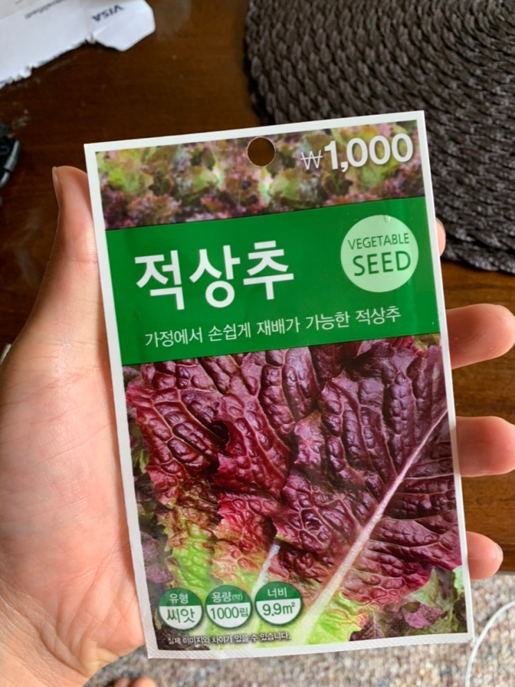 미국에서의 가드닝 - 적상추 심기 미국에서의 가드닝 - 적상추 심기