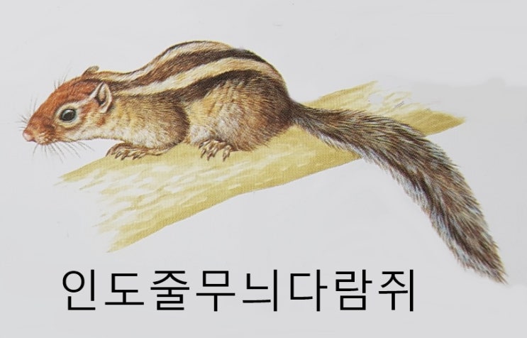  앞니를 가진 토끼류 설치류 동물 종류 분류 (마못, 청설모, 줄무늬다람쥐, 검은꼬리프레리도그, 사막캥거루쥐, 아메리카비버 등)