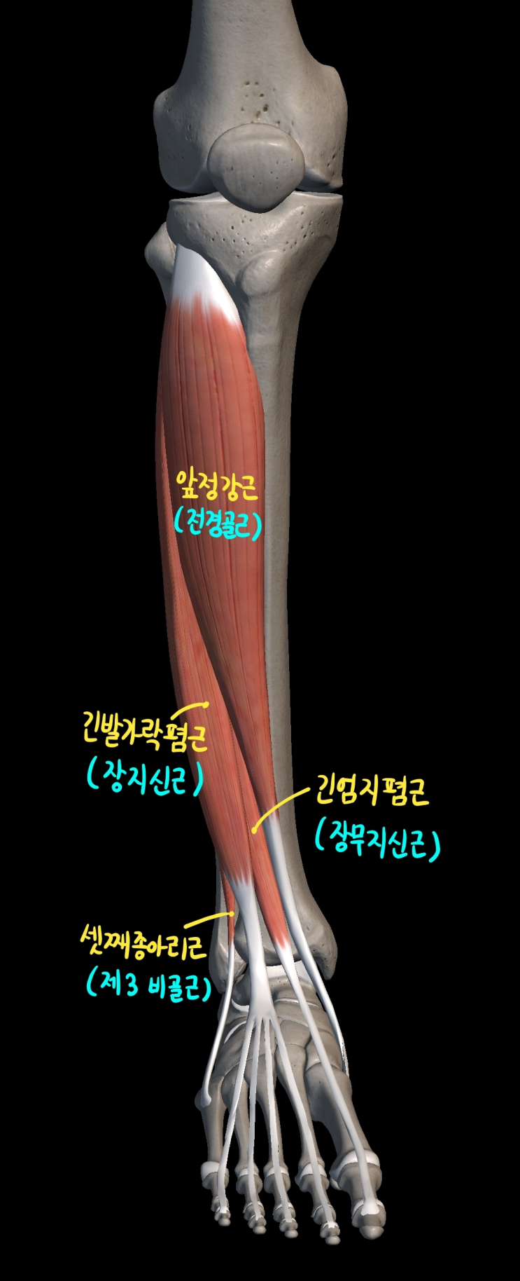  [하지 근육] 종아리 앞칸 근육