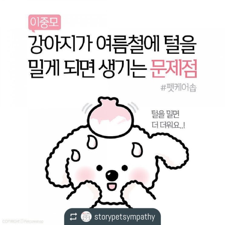 이중모 강아지ㆍ여름철에 털을 밀게되면 생기는 문제점