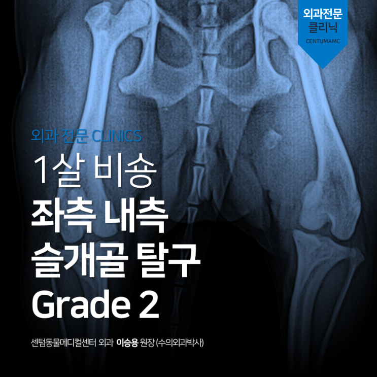  [수술 증례] 1살 비숑 좌측 내측 슬개골 탈구 (Grade 2, 부산 외과 동물병원, 센텀동물메디컬센터)