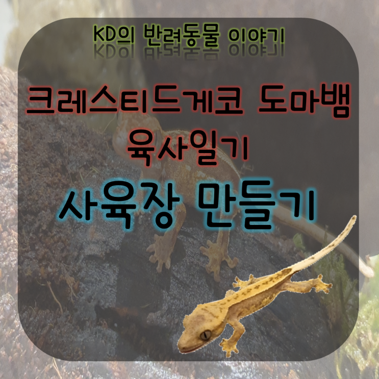 케이디네 반려동물 구찌 이야기 - 사육장 만들기 비바리움 자작 ( 크레스티드게코 / 비바리움 만들기 / 크레스티드게코도마뱀 / 도마뱀사육 / 도마뱀키우기 ) 케이디네 반려동물 구찌 이야기 - 사육장 만들기 비바리움 자작 ( 크레스티드게코 / 비바리움 만들기 / 크레스티드게코도마뱀 / 도마뱀사육 / 도마뱀키우기 )