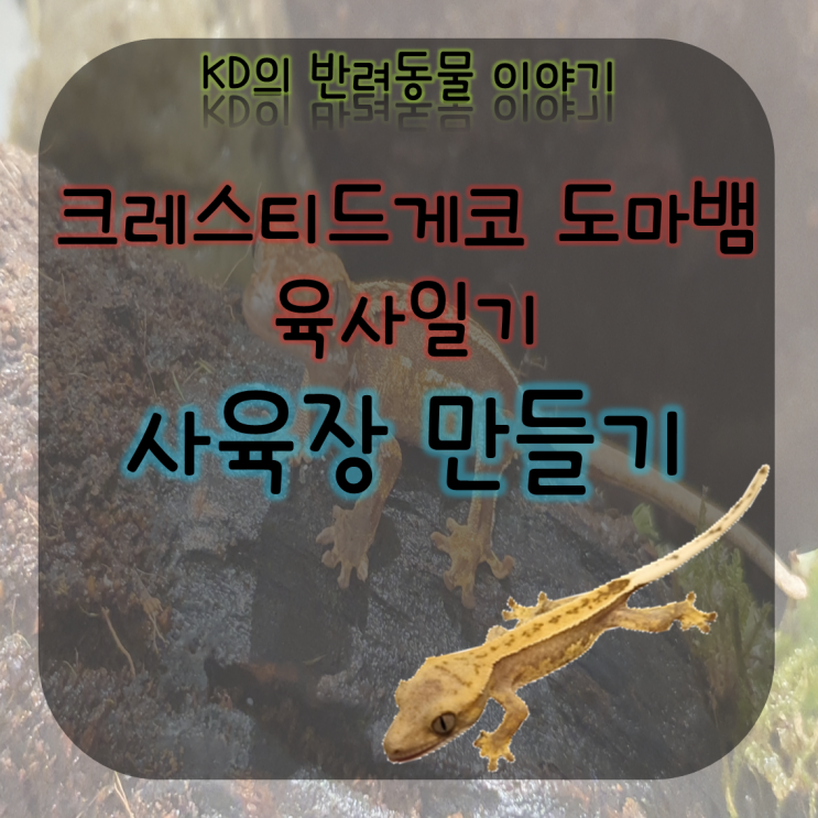 케이디네 반려동물 구찌 이야기 - 사육장 만들기 비바리움 자작 ( 크레스티드게코 / 비바리움 만들기 / 크레스티드게코도마뱀 / 도마뱀사육 / 도마뱀키우기 )