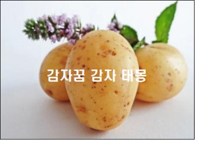  감자꿈 해몽 감자 태몽