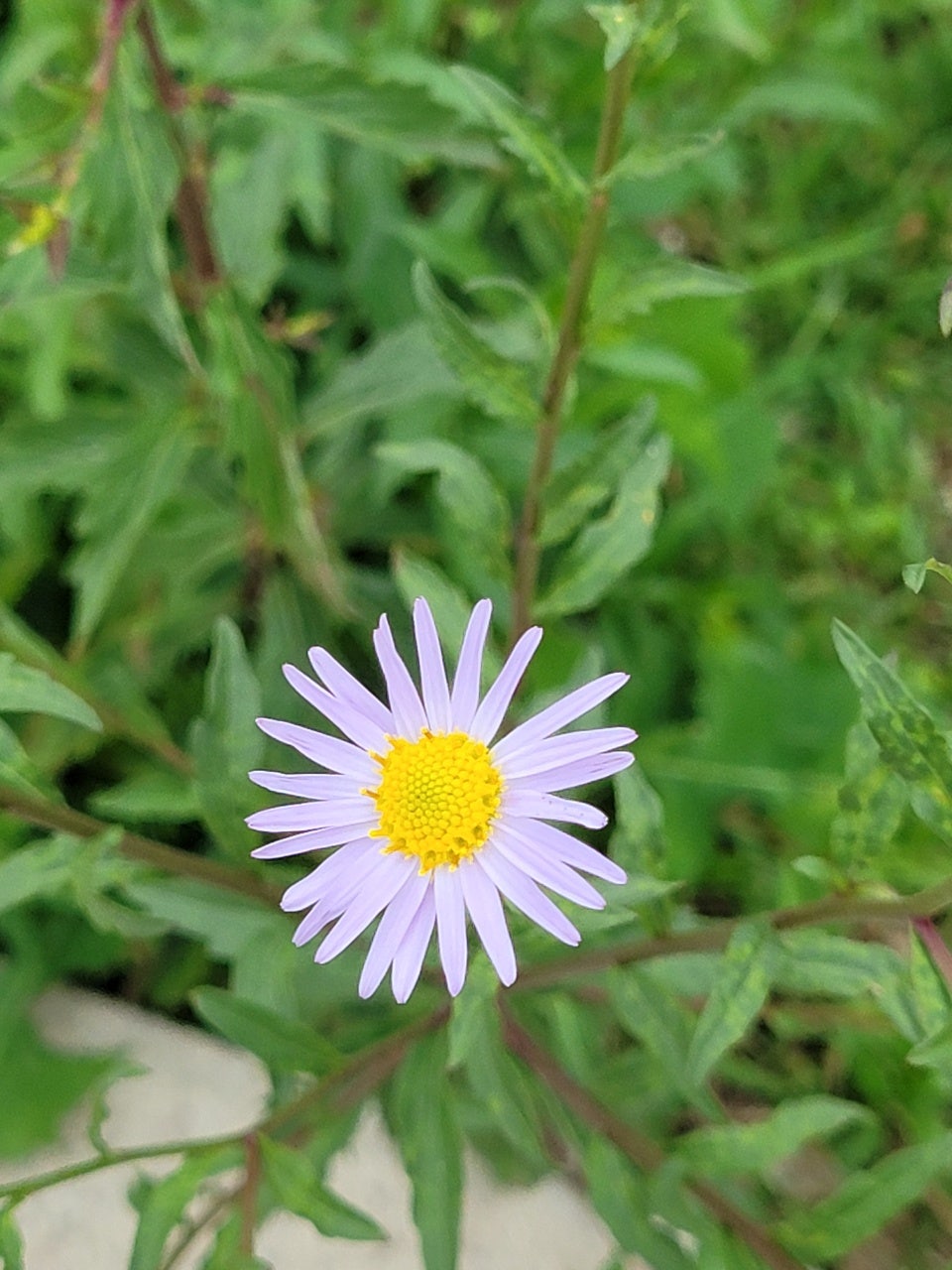 조운돌담사이로펜션 사진 4