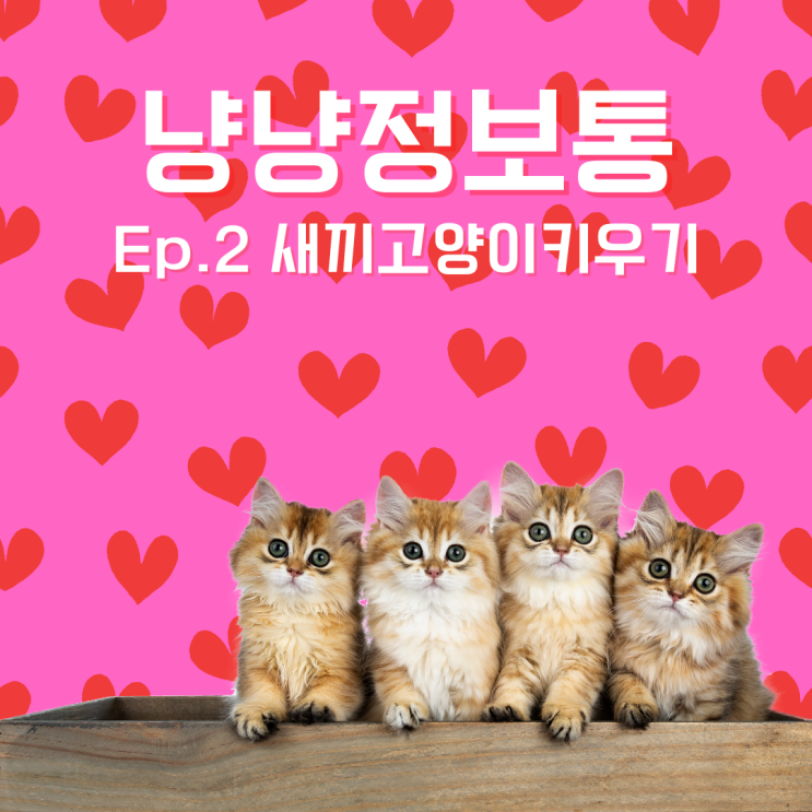 새끼 고양이 키우기, 분유양, 서울 24시간 동물병원