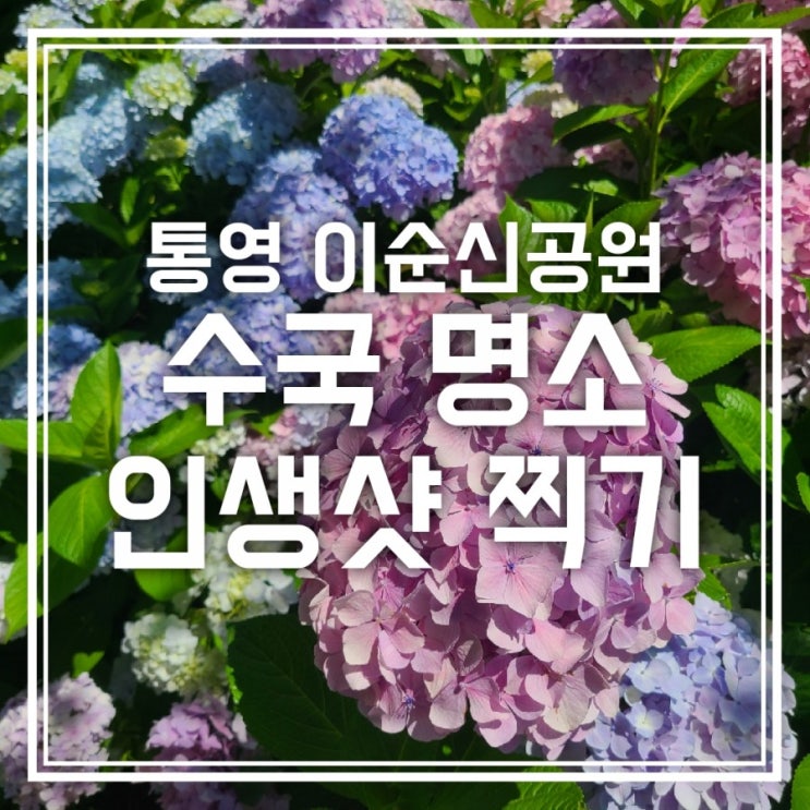 통영 이순신공원 수국 명소 추천해요