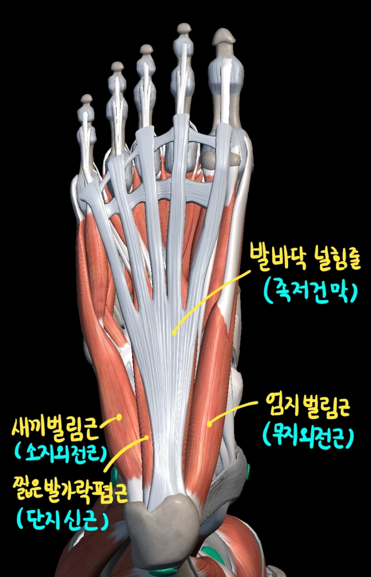  [하지 근육] 발바닥 근육 (첫째층)