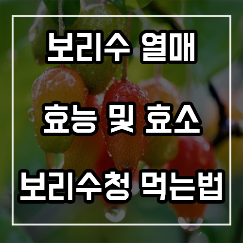 보리수열매 효능 및 효소! 보리수청 먹는법