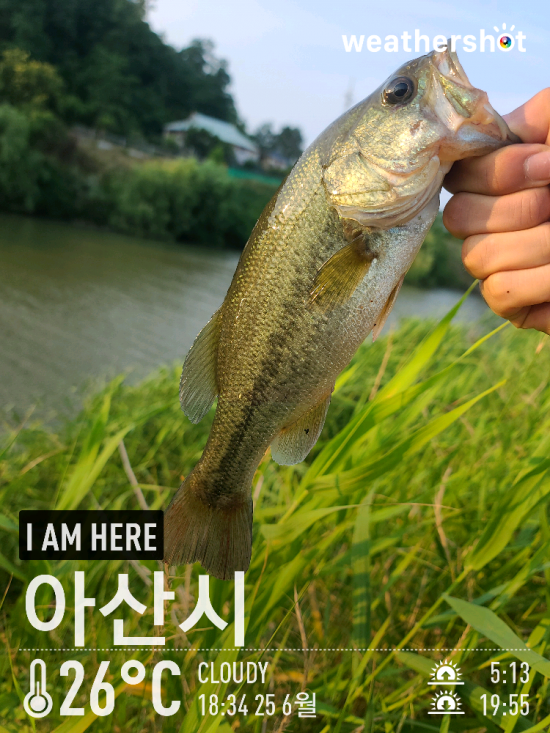  [2021.06.25] 아산 계양수로 배스 워킹 낚시 (Feat. 이카 노싱커)