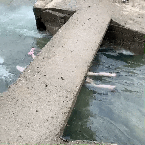  [서울근교계곡] 경기도양주 취사가능계곡 그랜드유원지(텐트가능/이용요금/당일치기)