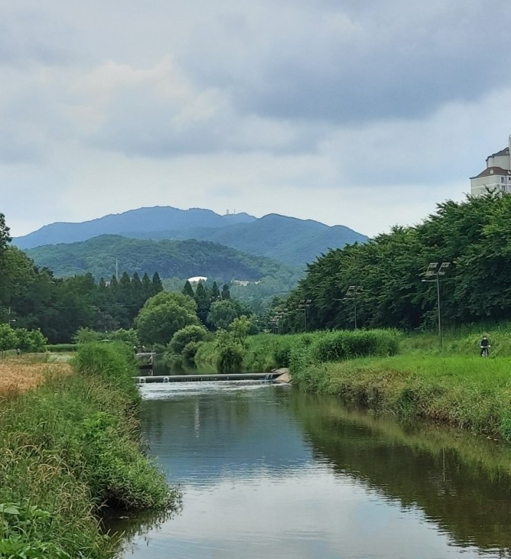 서울가볼만한곳 양재천 물길따라걷기 좋은곳 여름 양재천