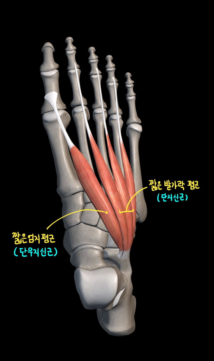  [하지 근육] 발등 근육