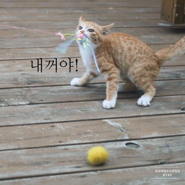  길고양이 새끼가 냥아치인 증거 4가지