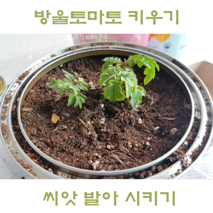  다이소 방울토마토 키우기, 씨앗 토마토 새싹 기르기