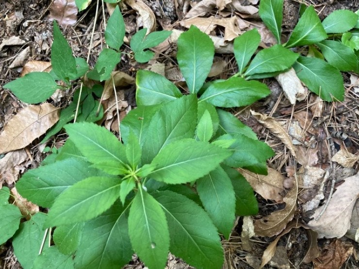 탁주와 삽 캐기 9