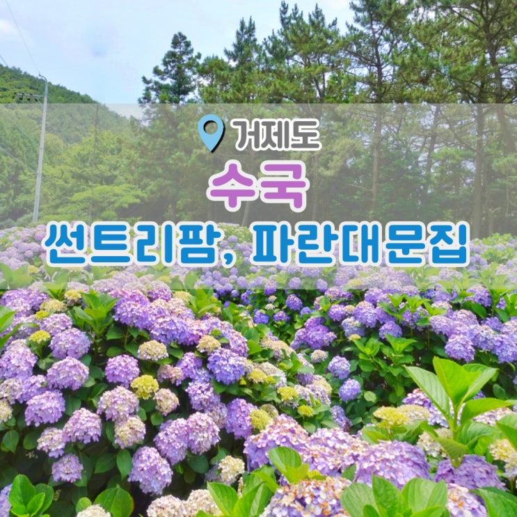  거제도수국 썬트리팜 파란대문집 수국보고 왔어요~ 개화현황