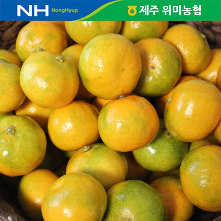 선호도 높은 제주 위미농협 하우스감귤 3kg(28~56과), 단품 추천합니다 선호도 높은 제주 위미농협 하우스감귤 3kg(28~56과), 단품 추천합니다