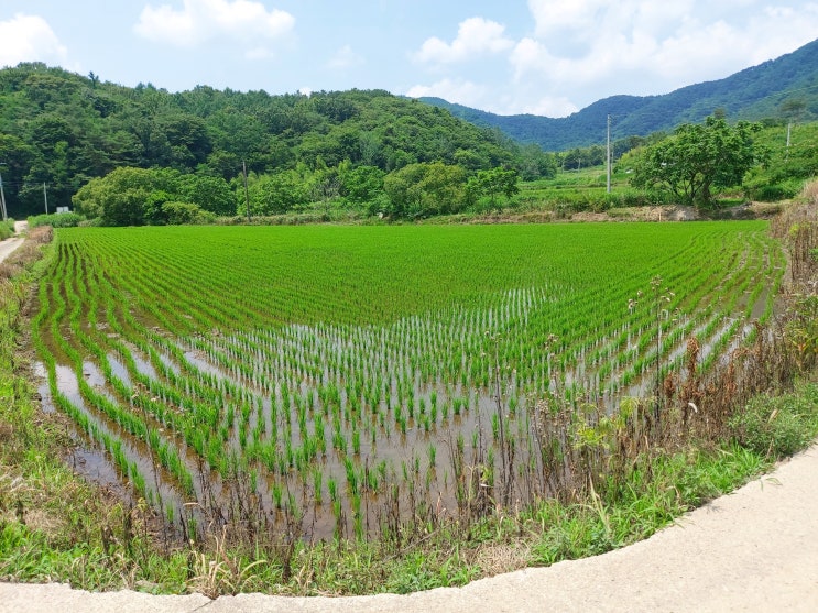  담양 부동산 월산면 토지 매매