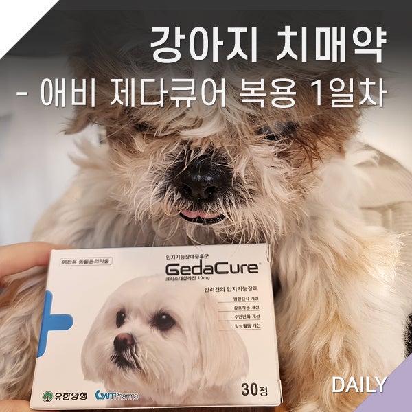 제다큐어 강아지 치매약 애비 강아지 복용 시작 후기, 가격