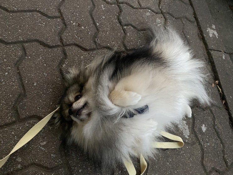  오늘도 성공적인 산책