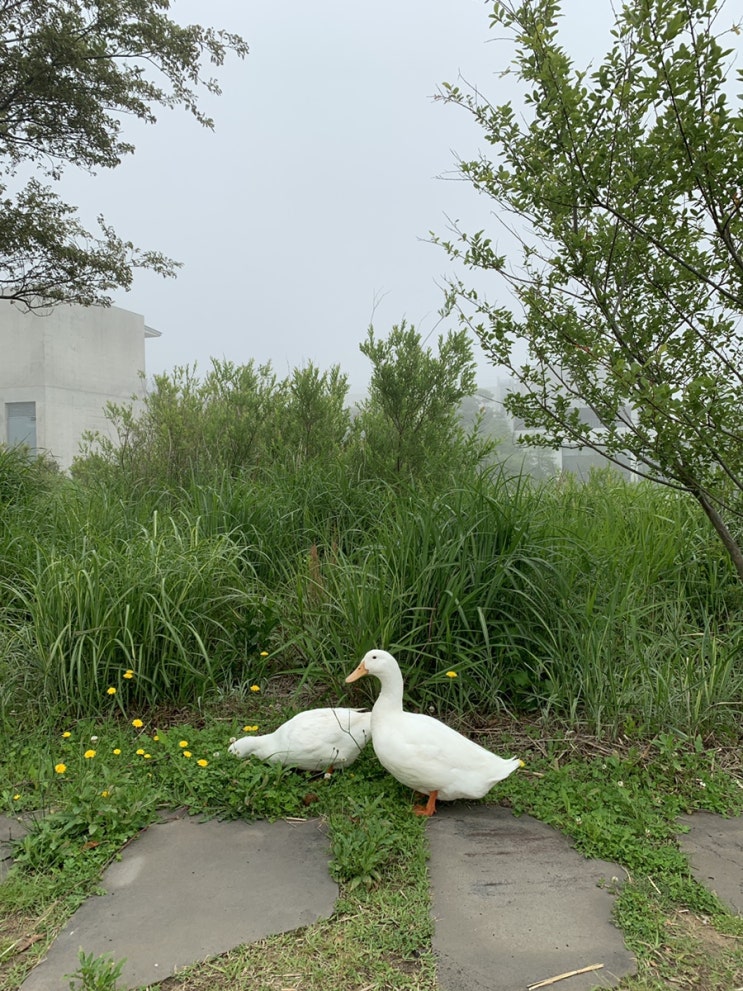  May, 초록초록 제주일상