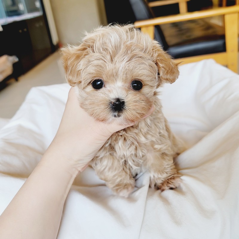 송파 말티푸분양 귀여운 아기강아지☆ : 네이버 블로그