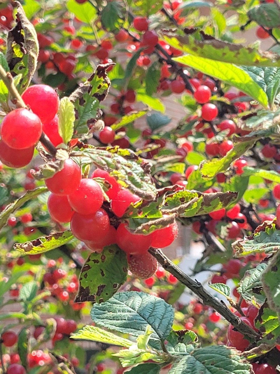 조운돌담사이로펜션 사진 2