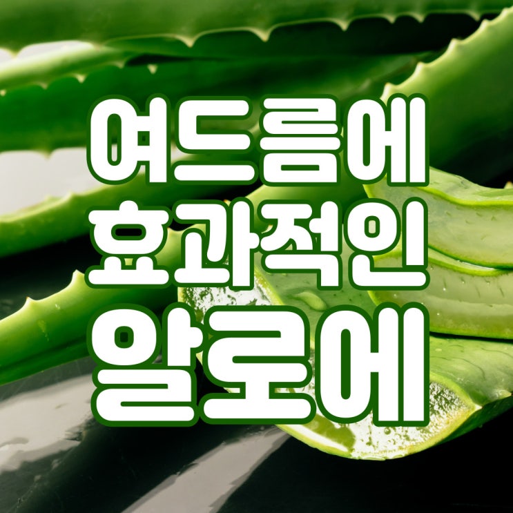 여드름에 효과 좋은 알로에의 효능