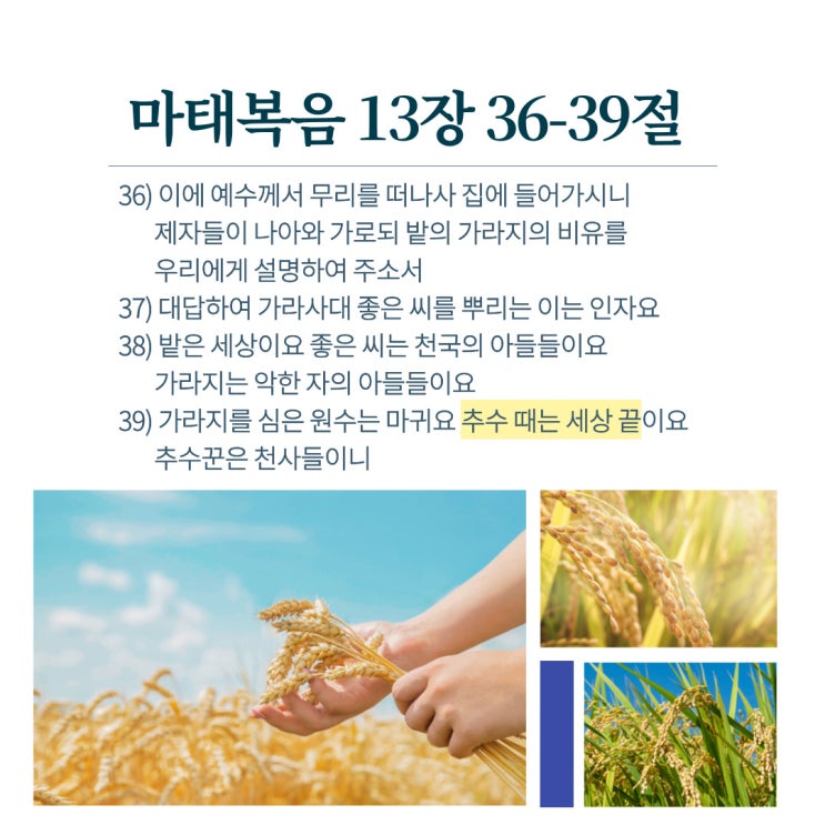  마태복음 13장에 세상 끝이 추수 때입니다!
