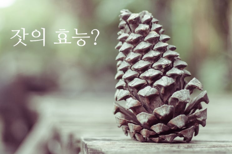  불로장생 견과류인 잣 효능 알아봅시다!!