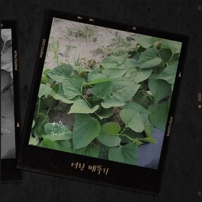  텃밭 고구마 잎에 앉아있는 새끼 메뚜기