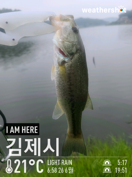  [2021.06.26] 김제 대율저수지 배스 워킹 낚시 (Feat. 버즈베이트, 채터베이트, 노싱커 그리고 넡사스리그)