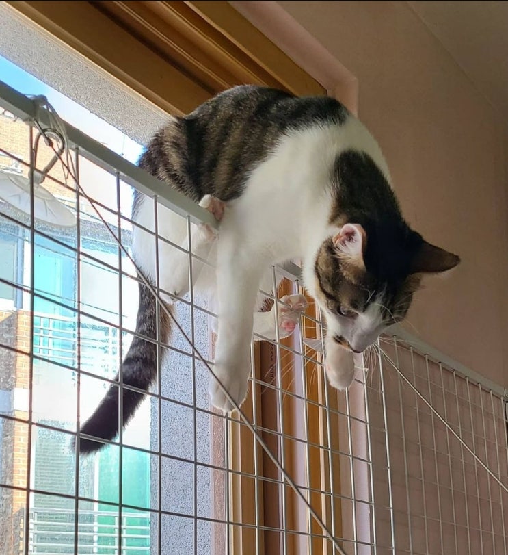  선 넘는 고양이 도니