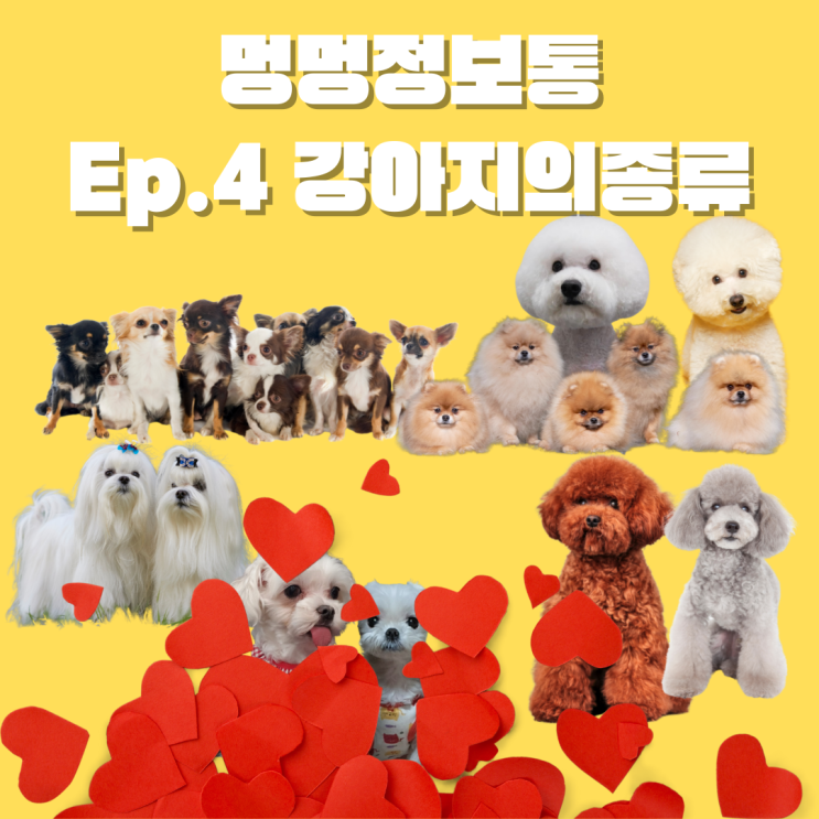  강아지 종류 품종, 24시간 방화역 동물병원