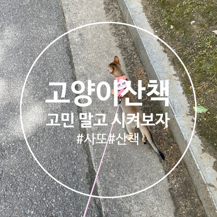  아비시니안 고양이 산책 고민 없이 함께 즐기는 방법과 하네스 추천