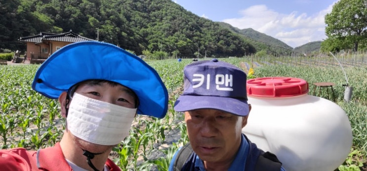  문막옥수수축제 날짜 및 장소 안내-코로나19 시대의 옥수수 주문 방법은?