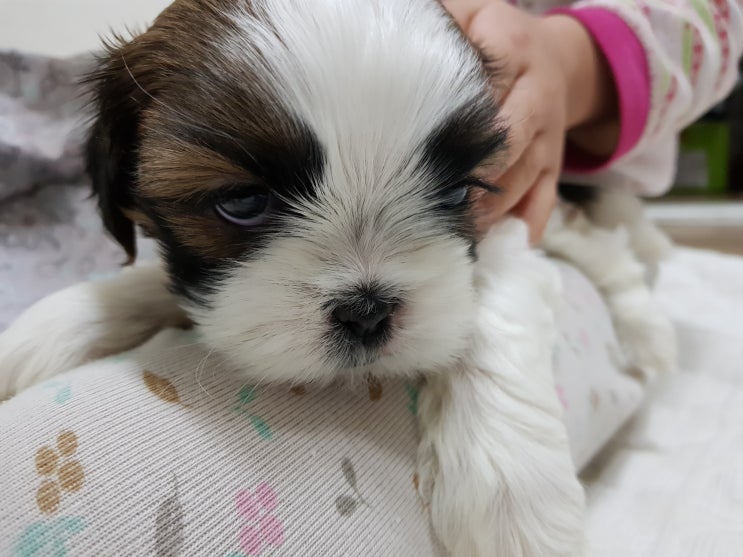 잔망스런 쿠크를 입양 부터 성장기